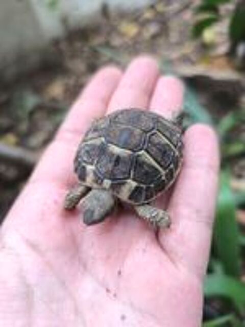   Tortues de terre adulte et juvénile  