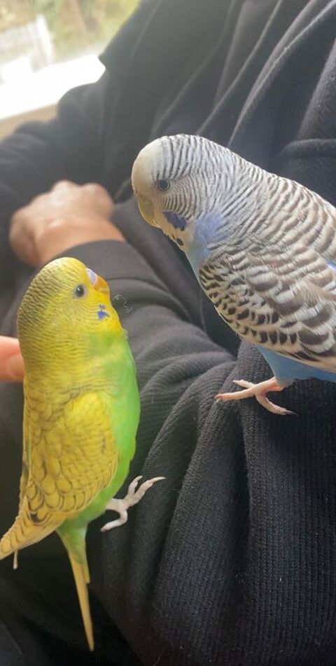 Perruche ondulée 15 94320 Thiais