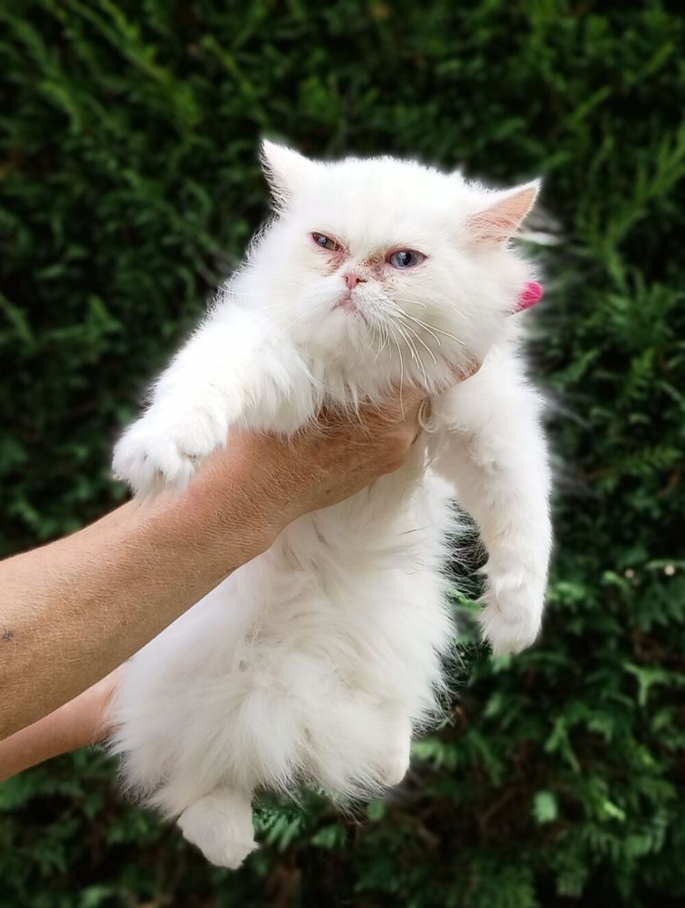   Chaton Persan 