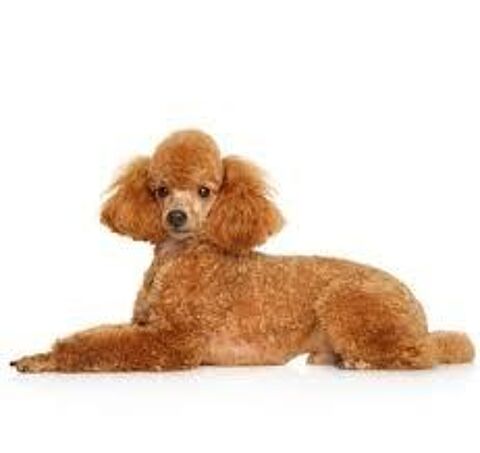 Bonjour nous cherchons un chiot Caniche  ou bichon( femelle) 200 10600 Barberey-saint-sulpice