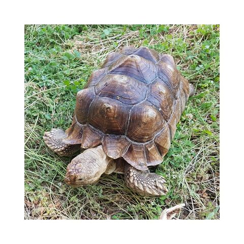 Tortue Sillonnée "Sulcata" - 29 cm de plastron, puce 710 990 35136 Saint-jacques-de-la-lande