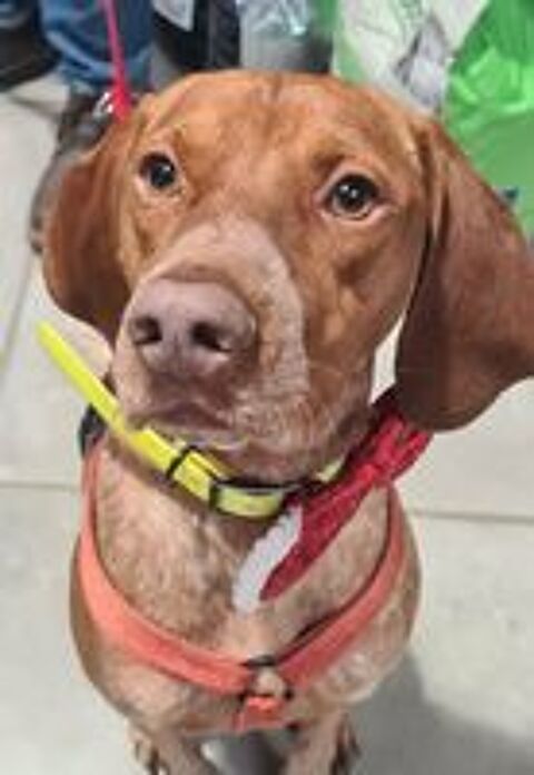  UNIK mâle type pointer 3 ans 