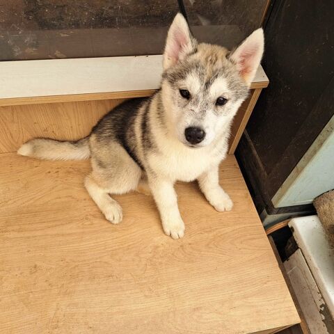 Magnifiques chiots husky sibérien 580 79150 Voultegon