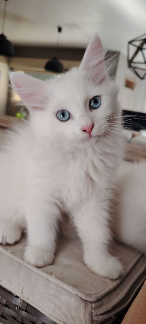 & Chatons sib&eacute;riens & 1600 53000 Laval