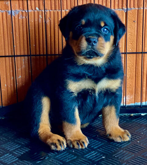 Magnifiques chiots rottweiler 1500 34480 Magalas