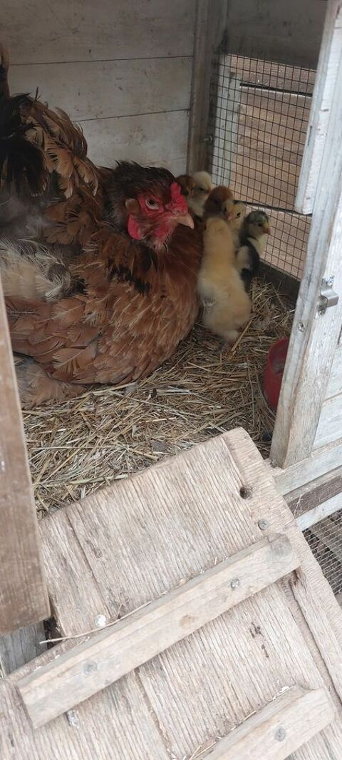 poule et coq brahma et ?ufs fecondes
3 83136 Forcalqueiret