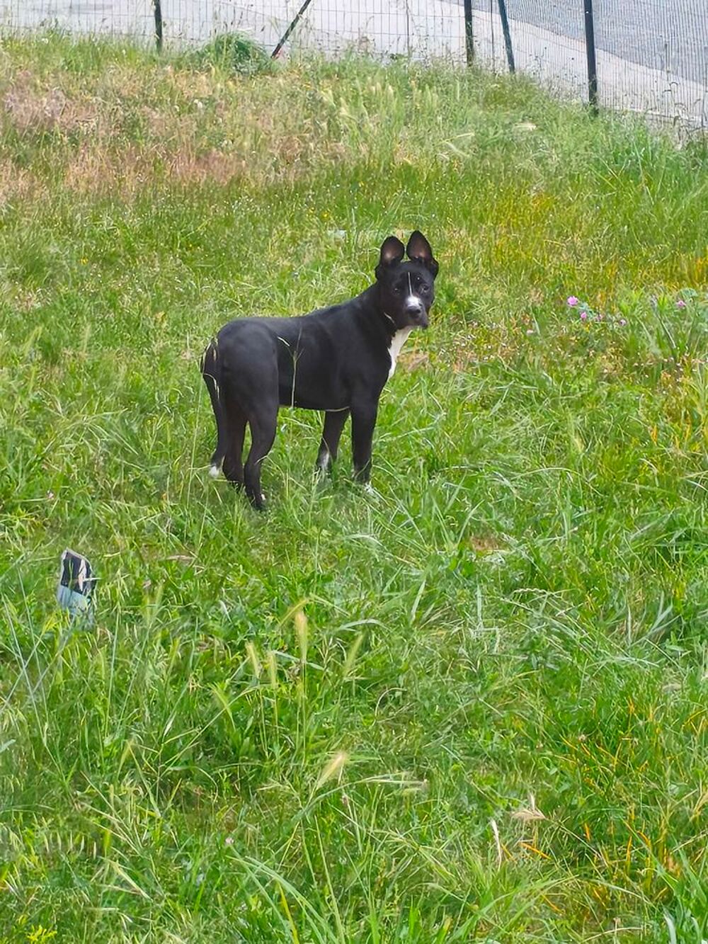 petite chienne Sports