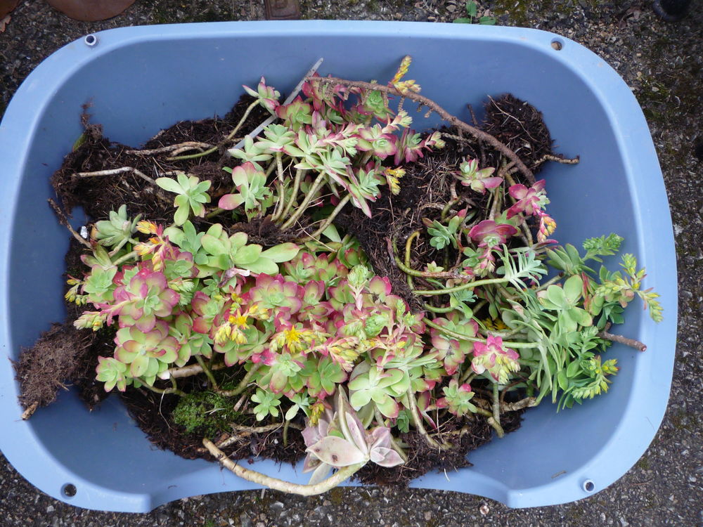 Plante grasse rocaille/terrasse/jardin Jardin