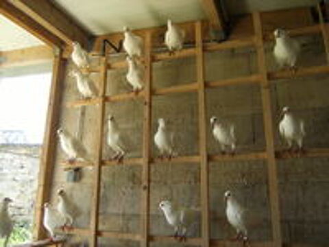   Pigeons de chair 