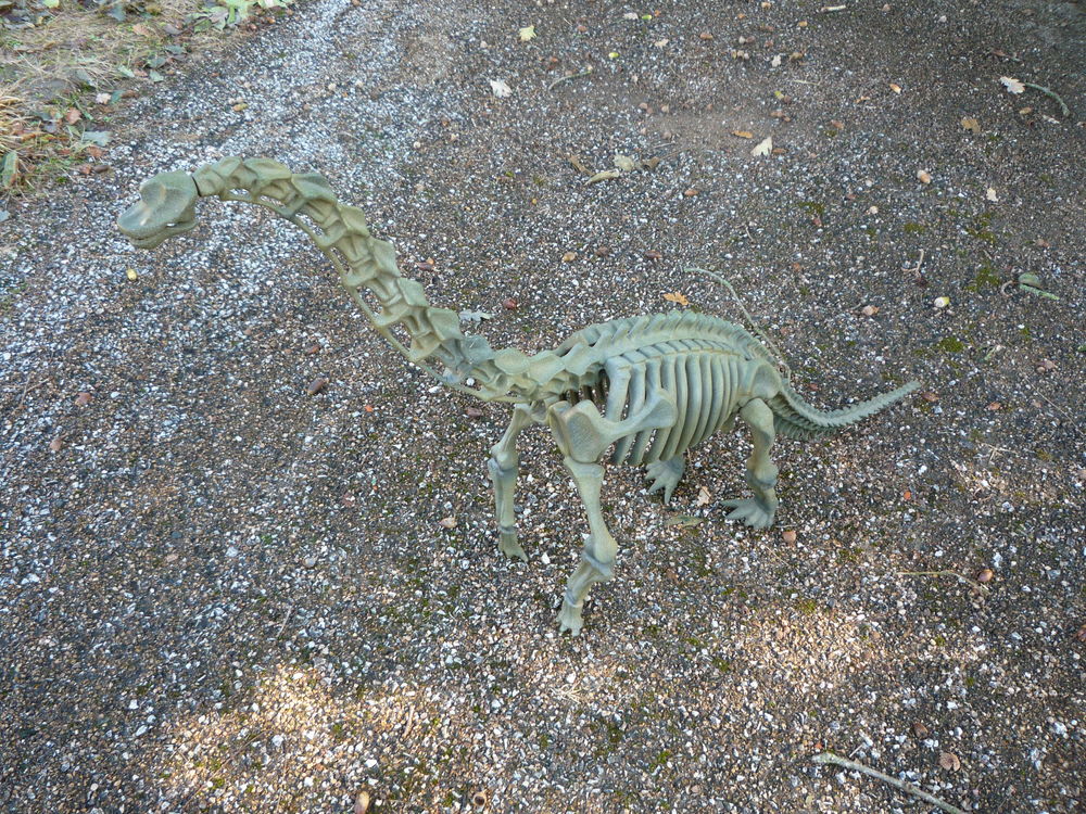 Squelette de dinosaure r&eacute;sine diplodocus
