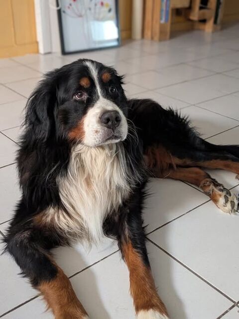 Chien RIO à l adoption 250 07130 Soyons