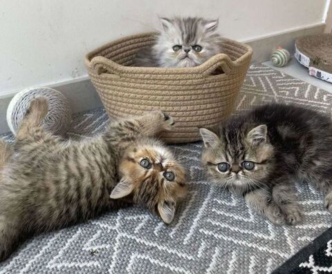 chatons Exotic Shorthair et Persan LOOF 1000 44220 Couron