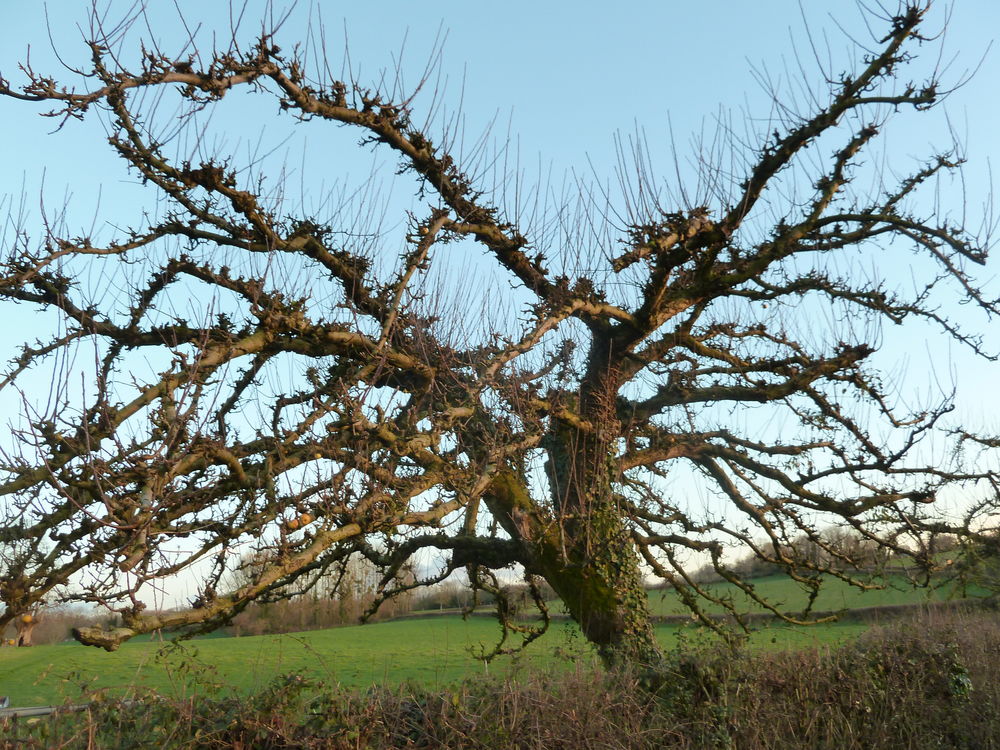   Taille des arbres fruitiers 