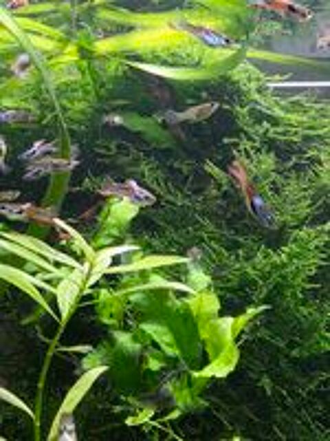   Guppys Endler  