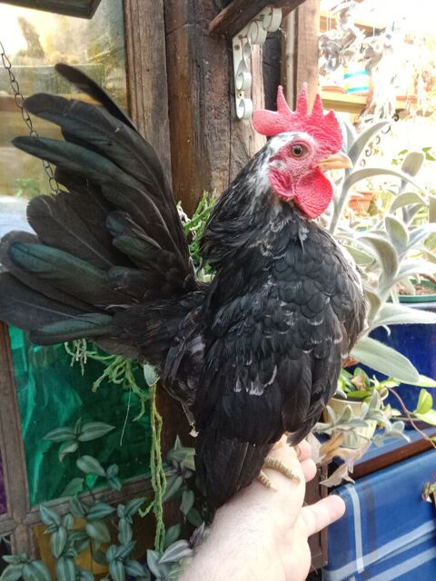 Coq serama Malais 30 56350 Rieux