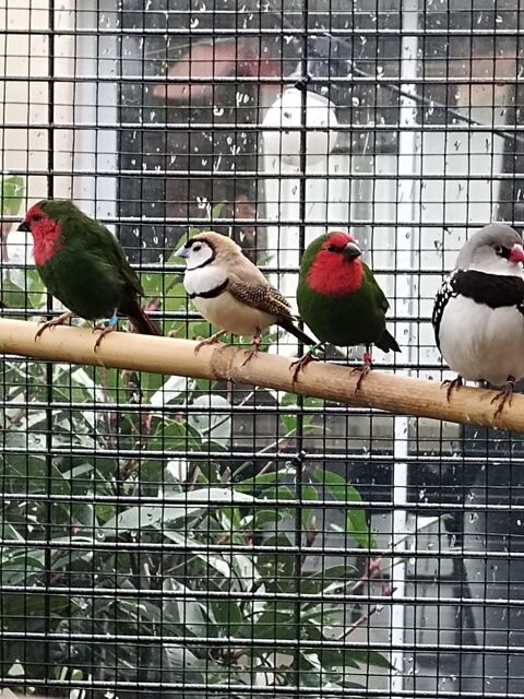 Pape de Nouméa
45 60140 Labruyre