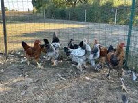   Coq 