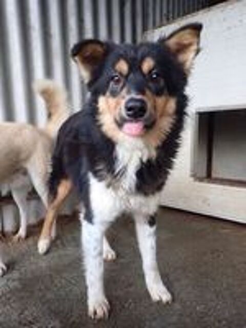   Goody à l'adoption 