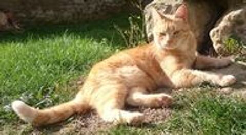   Chat Perdu 