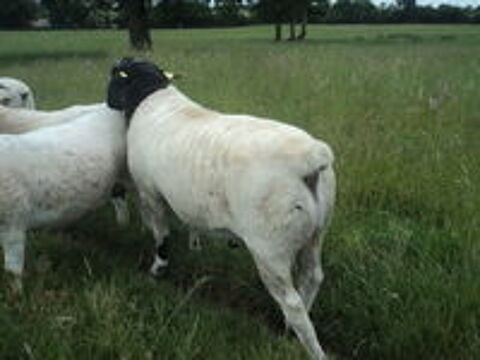   Moutons Dorper 