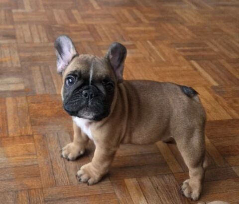 Superbe Mignons chiots bouledogue fran&ccedil;ais 420 82000 Montauban