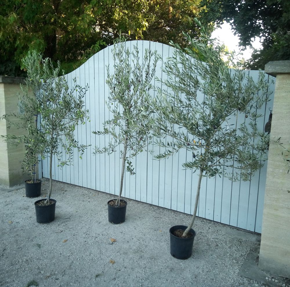 Olivier Picholine et sa c&eacute;l&egrave;bre olive verte Gardoise ?? Jardin