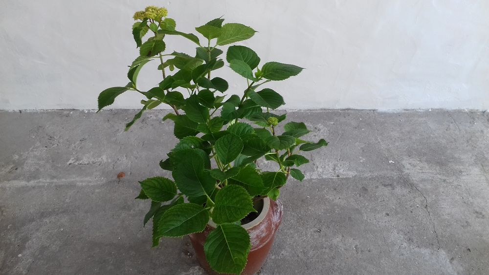 POT en Gr&egrave;s PIED D'HORTENSIAS Jardin