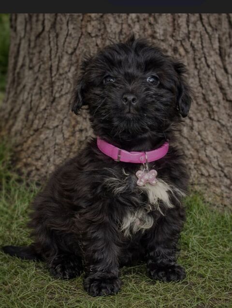 Chiot  x yorkshire 590 27210 Fort-moville