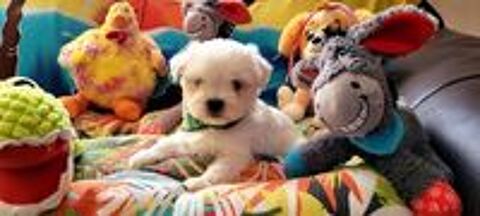   CHIOT BICHON MALTAIS (mâle) 