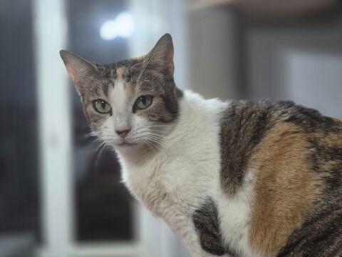 CHIMERE 210 76220 Ferrires-en-bray