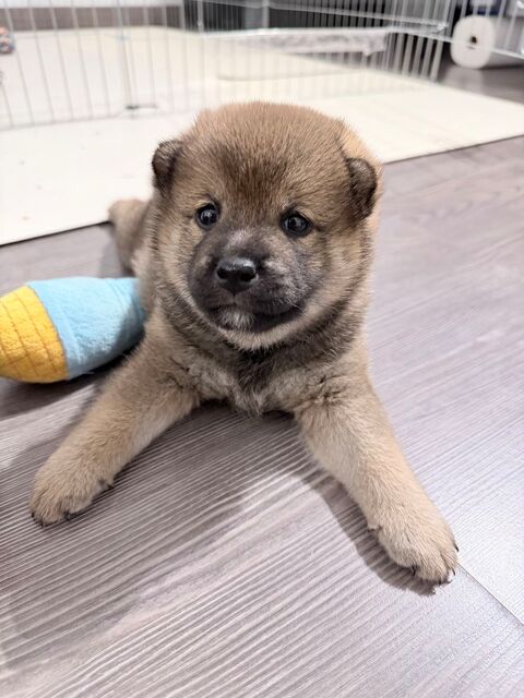 Dernier chiot Shiba Inu LOF disponible 1500 94400 Vitry-sur-seine