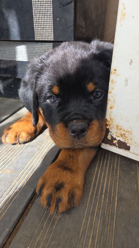  Magnifiques chiots Rottweiler LOF disponibles
1500 95190 Goussainville