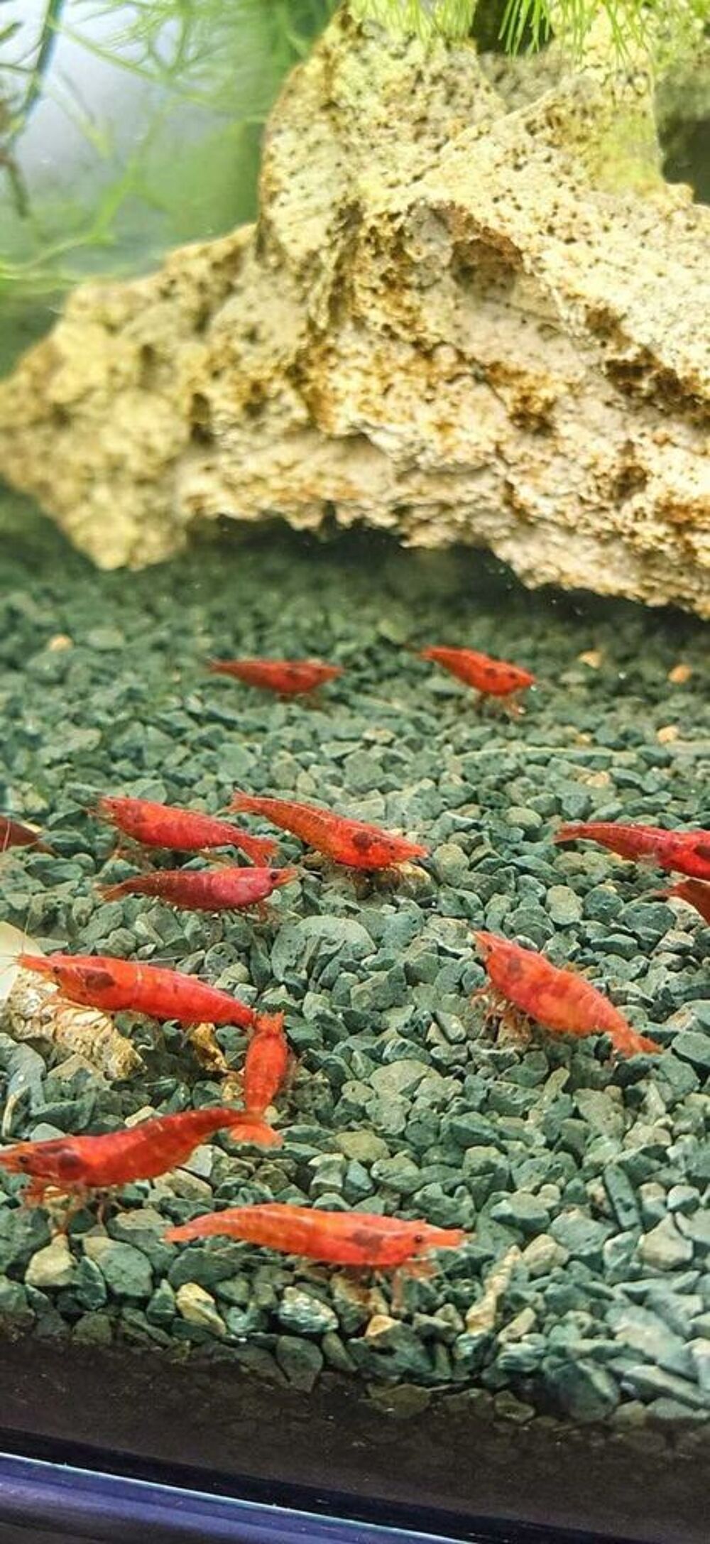   Crevettes neoricaridina jaunes, oranges, bleues et rouges 