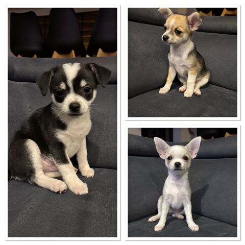 Port&eacute;e de 5 chiots chihuahuas  850 56910 Carentoir