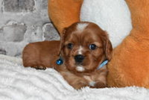   A RESERVER CHIOTS CAVALIER KING CHARLES RUBIS NON LOF 