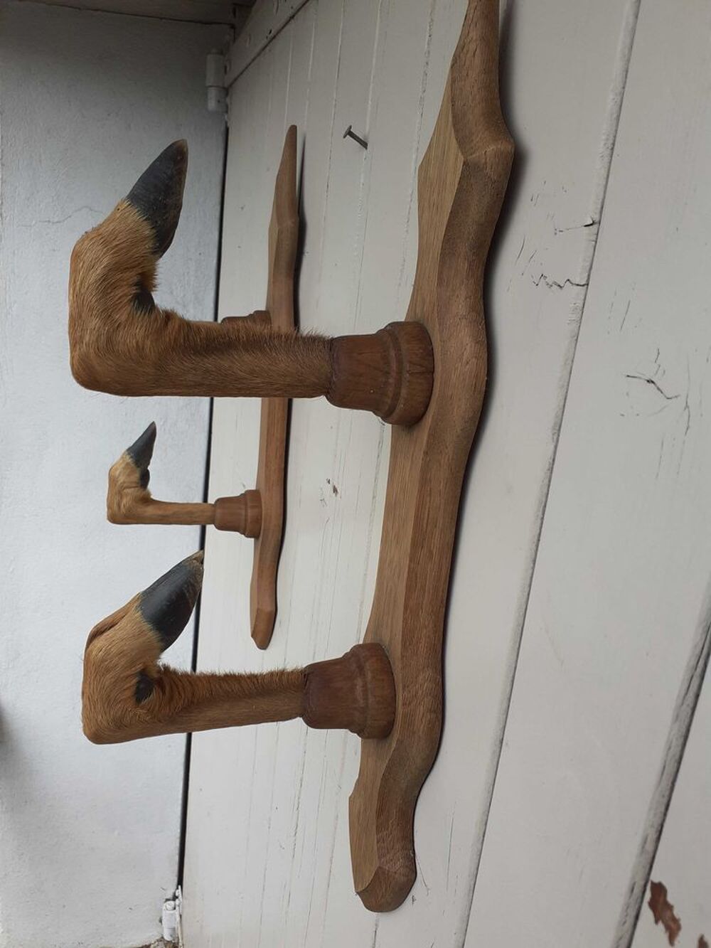 porte fusil p&agrave;&cent;tes de chevreuil Décoration