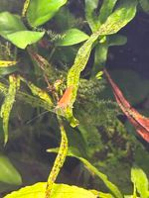   Crevettes  