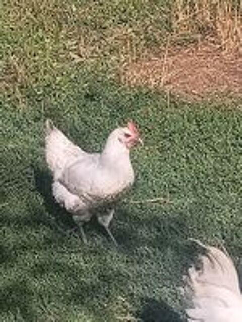   Couple poule de bresse 