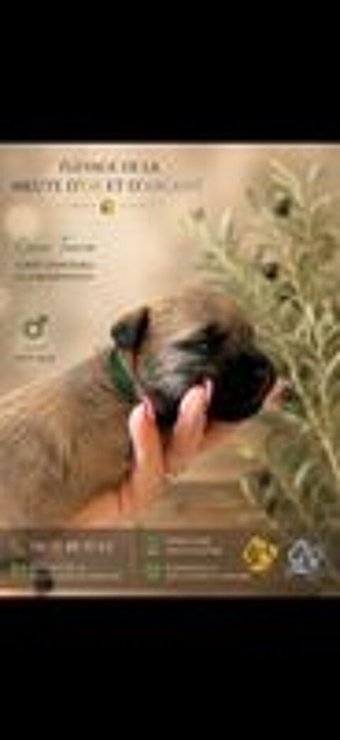   Portée de chiot cairn terrier 