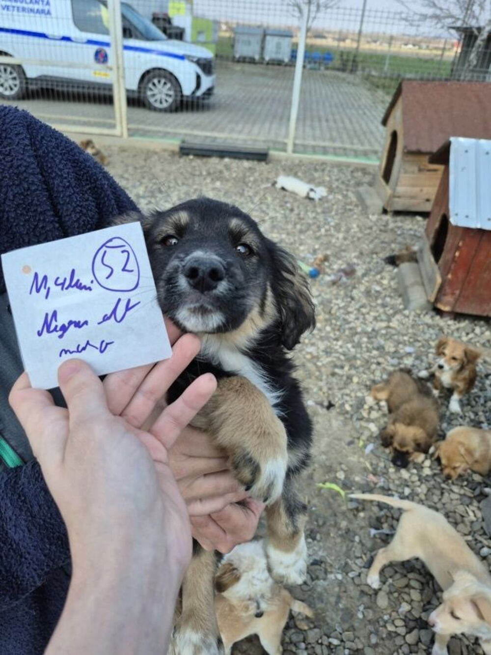   Reed à l'adoption 