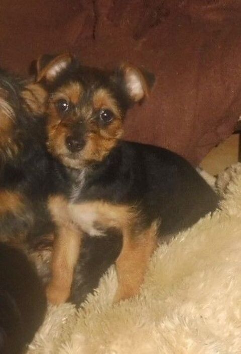 SYMPATHIQUE Crois&eacute; YORKSHIRE 780 82000 Montauban