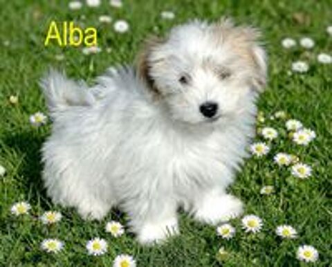   Chiots Coton de Tuléar NON LOF 