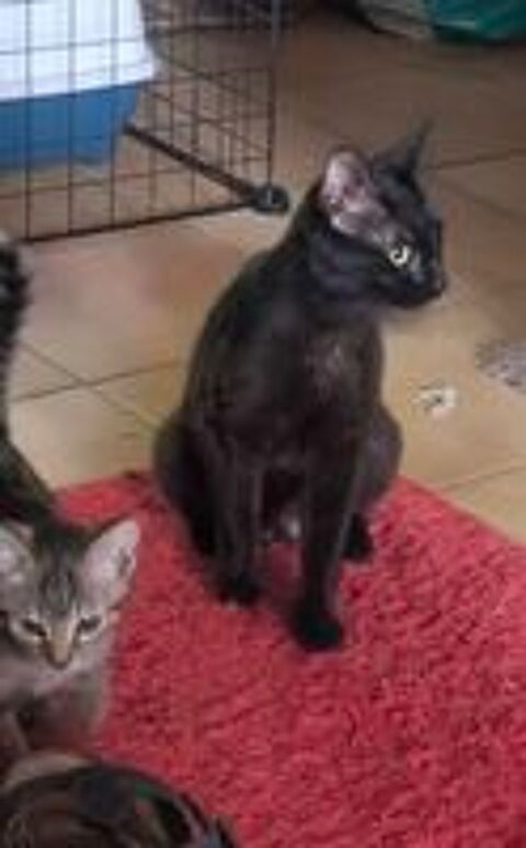   BAGHEERA  
