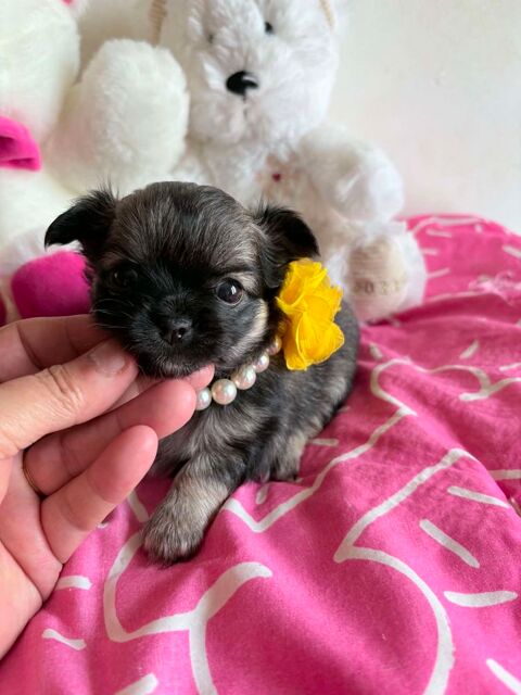 Magnifique chiot chihuahua poil long 850 60400 Noyon
