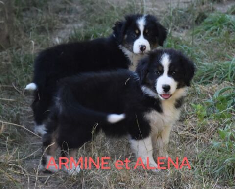 Chiots Bergers Australiens  500 56330 Pluvigner
