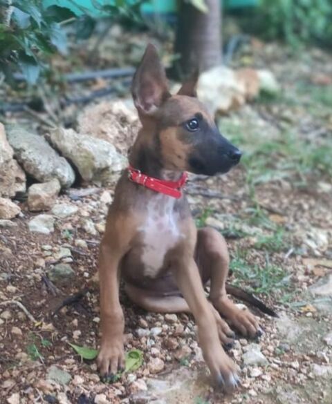 TANINA la malicieuse 300 27000 �vreux