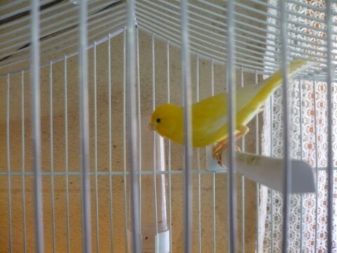 canari2026
25 67770 Sessenheim