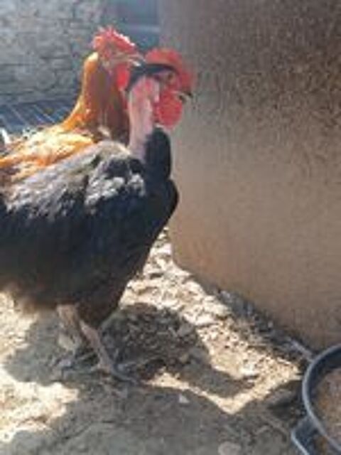   Poulet fermier  