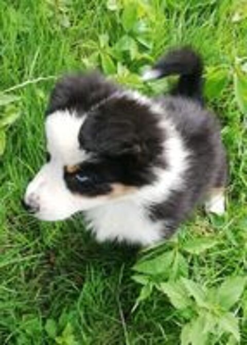   Chiots Berger australiens 