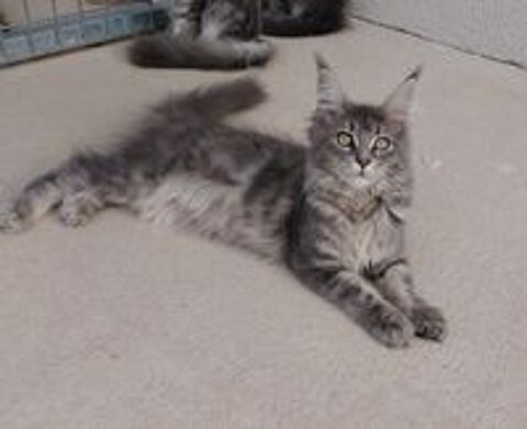   MAINE COON LOOF LABEL OR 
